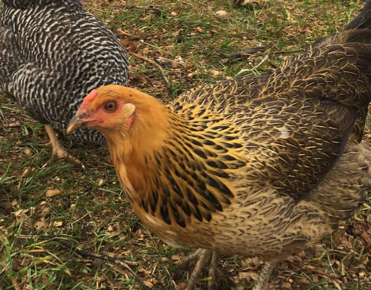 best chickens for egg production